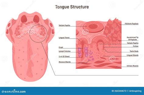 Illustratie van de tong en tongriem