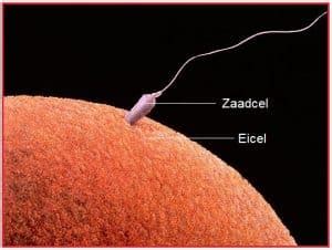 Illustratie die de levensduur van een eicel en zaadcellen in relatie tot de vruchtbare dagen weergeeft