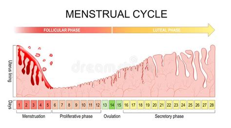 Visuele gids die de verschillende soorten cervixslijm toont tijdens de menstruatiecyclus