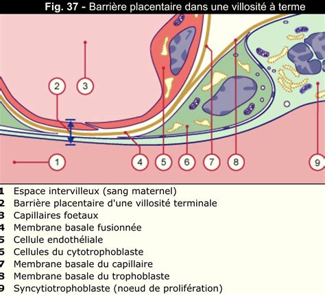 Schematische weergave van de placentaire barrière en de passage van geneesmiddelen.