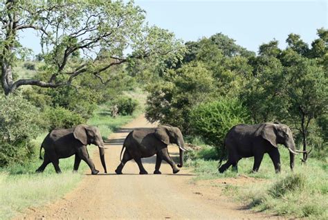 Safari voertuig in Kruger National Park met olifanten in de verte