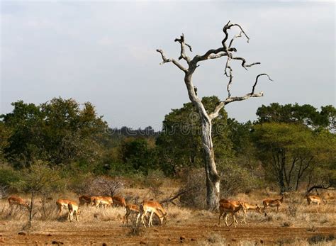 Impala kudde grazend in een savanne landschap in Zuid-Afrika