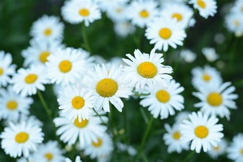 Close-up van kamillebloemen, symbool voor verzachtende ingrediënten