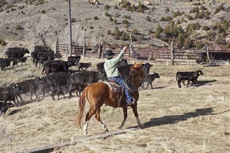 Historische afbeelding van cowboys te paard tijdens vee drijven.