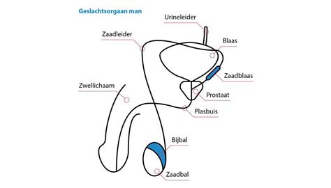 Diagram dat de route van zaadcellen vanaf de testikels tot de ejaculatie illustreert, met markeringen voor mogelijke obstructiepunten.