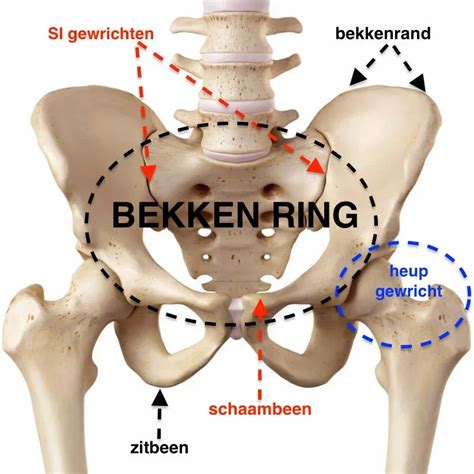 Schematische weergave van het menselijke bekken, met aandacht voor de bredere heupen bij vrouwen ten behoeve van de bevalling.