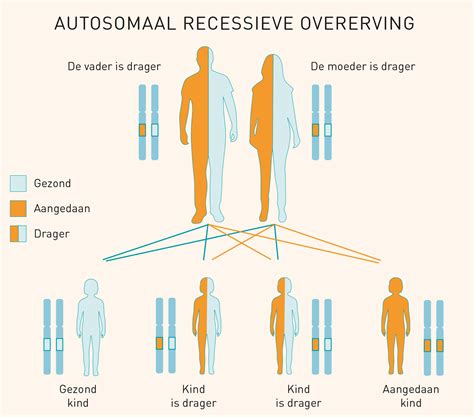 Grafische weergave van autosomaal recessieve overerving