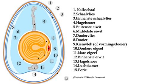 Illustratie van het gebruik van een eierprikker om een gaatje in de schaal van een ei te maken.