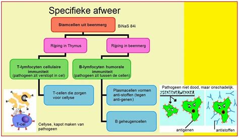 Schema met de verschillende risicocategorieën voor dronevluchten: Open, Specifiek en Gecertificeerd, met hun respectievelijke kenmerken en vereisten.