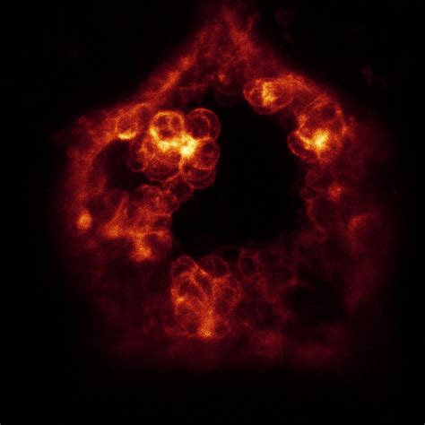 Intra-aortische hematopoëtische clusters bij de endotheellaag van een muizenaorta (oranje: CD31).