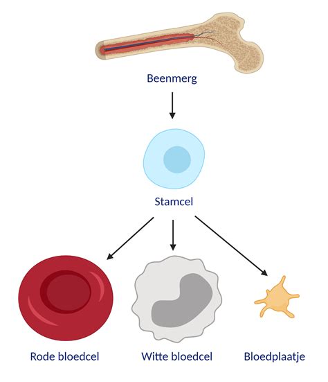 Schematische weergave van de ontwikkeling van bloedcellen uit stamcellen.