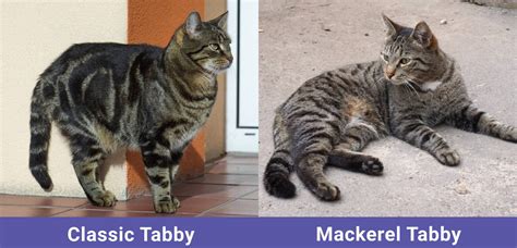 Voorbeelden van verschillende tabby patronen bij katten: mackerel, classic, spotted en ticked.