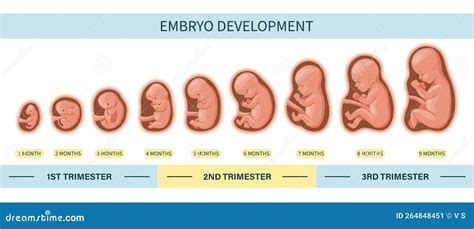 Illustratie van een baby in de baarmoeder die de hik heeft.