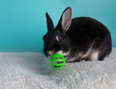 een konijn dat speelt met een intelligentiespeeltje