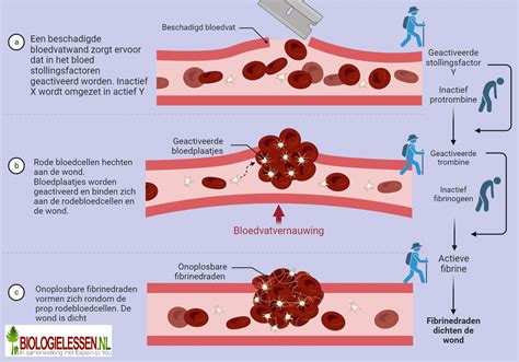 schema van de HCG-afbraak na een miskraam