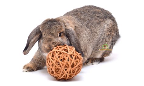 een konijn dat speelt in een stoffen tunnel