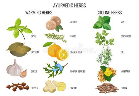 Illustratie van Ayurvedische symbolen en kruiden.
