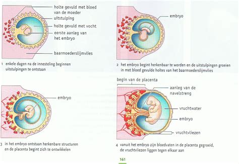 Schema van de embryonale geslachtsdifferentiatie, met de ontwikkeling van gonaden, Wolffse en Müllerse buizen onder invloed van chromosomen en hormonen.