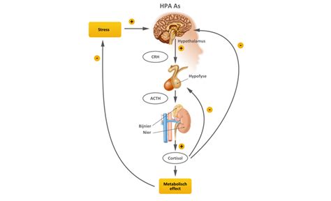 Diagram van de HPA-as en de cortisolproductie
