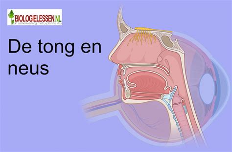 illustratie van neus- en mondademhaling