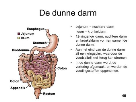Illustratie van de anatomie van de twaalfvingerige darm en de locatie van een duodenumatresie.