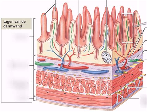 Schematische weergave van de darmwand met tekenen van NEC.