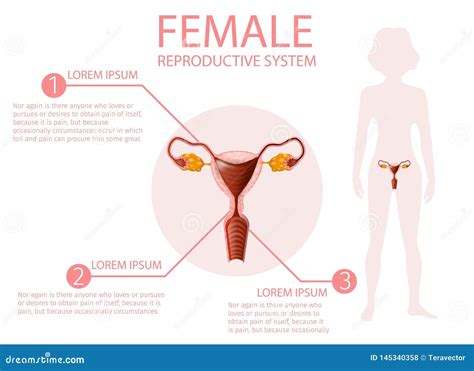 Illustratie van het reproductieve systeem van de mens.
