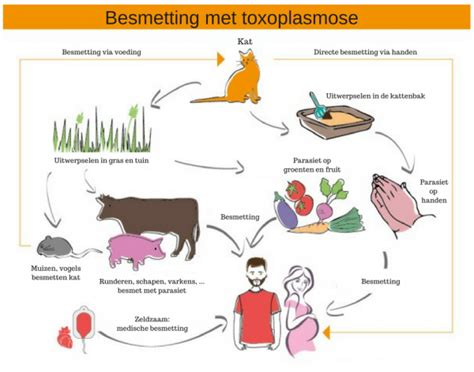 Schema dat de risico's van toxoplasmose en listeriose uitlegt, met voorbeelden van te vermijden voedingsmiddelen.