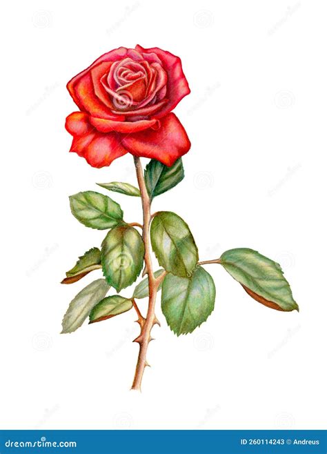 Illustratie van een roos, symbool van het monument.