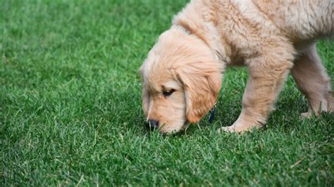 Een hond die enthousiast snuffelt aan een interactief speelgoed met verborgen traktaties.
