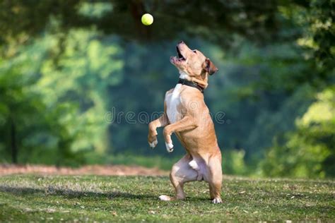 Een hond die een felgekleurde bal uit de lucht vangt.