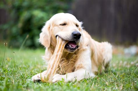 Een hond die tevreden kauwt op een stevig rubberen kauwspeeltje.