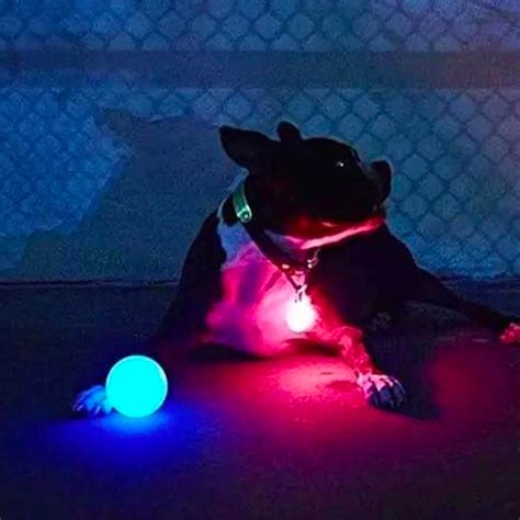 Een hond die een lichtgevende bal achterna rent in de schemering.