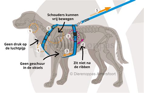 Een hond met een reflecterende halsband en een knipperend lampje tijdens een avondwandeling.