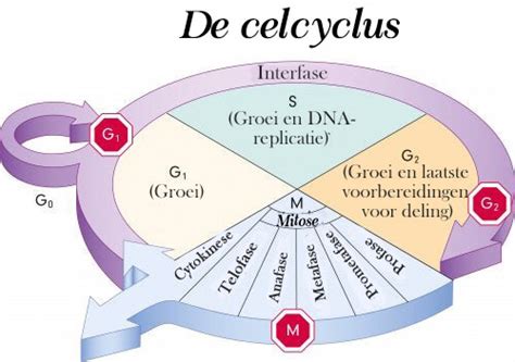 Diagram van de celcyclus van embryonale stamcellen, met nadruk op de verkorte G1-fase en de betrokken eiwitten.