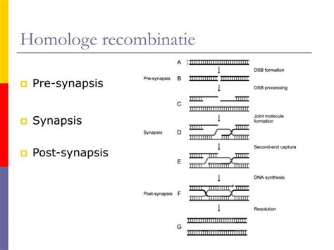 Schematische weergave van DNA-dubbelstrengsbreukreparatie via homologe recombinatie.