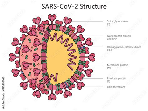 Diagram dat de verspreiding van SARS-CoV-2 en de effectiviteit van vaccins illustreert