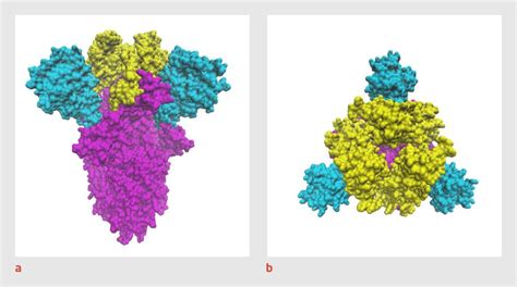 Gedetailleerde 3D-structuur van het ZP-N eiwit.