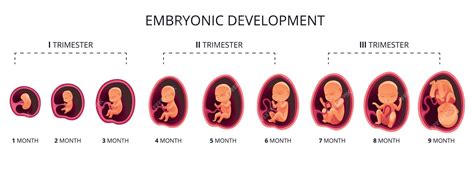 Illustratie van symmetrische en asymmetrische foetale groeivertraging