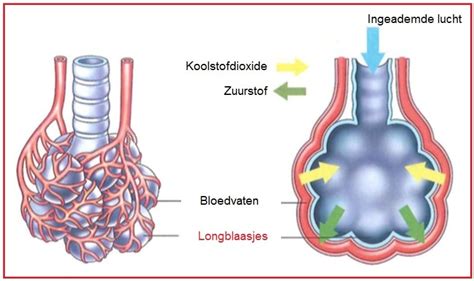 Schema dat de ontwikkeling van longblaasjes tijdens de zwangerschap toont.