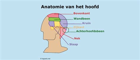 Schema van de anatomie van de speekselklieren in het hoofd