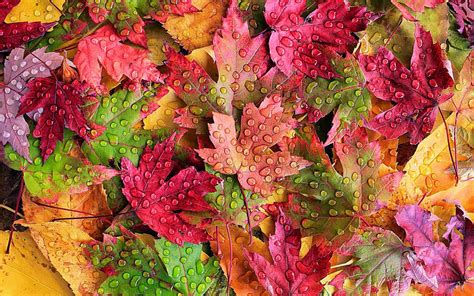 Close-up van de houten bladeren gevuld met gekleurde rijst in herfsttinten.