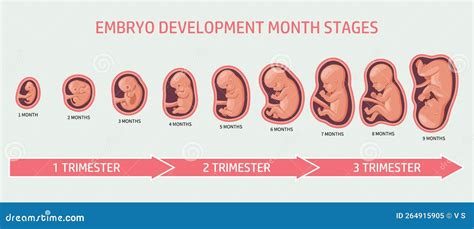 Illustratie van de ontwikkeling van het embryo in de baarmoeder