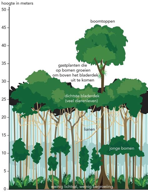 Overzicht van de Jungle Dôme met klimmogelijkheden en tropische beplanting.