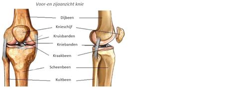 Illustratie van een elastisch fixatiewindsel dat wordt aangebracht op een kniegewricht.