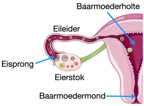 Schema van de eileiders en baarmoeder met uitleg over de functie bij vruchtbaarheid