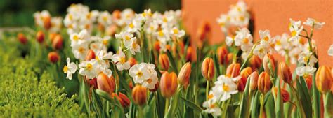 Kleurrijke lente bloemen, zoals tulpen en narcissen, geknutseld uit papier en wc-rollen.