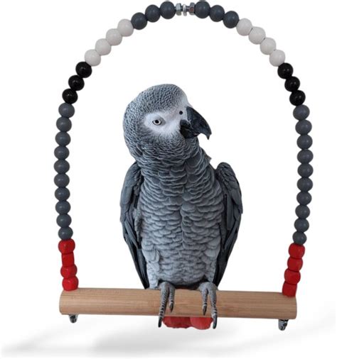 Illustratie van een grijze roodstaart papegaai die met speelgoed speelt