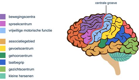 Illustratie van de hersenen met pijlen die signaalpaden naar verschillende lichaamsdelen aangeven, om de verstoring bij FNS te visualiseren.