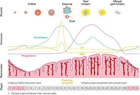 Schema van de menstruele cyclus met de rol van hormonen zoals FSH, LH en oestrogeen, leidend tot de eisprong.